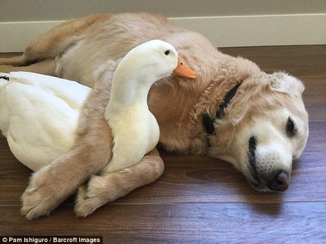 Cute: The unlikely couple even sleep together, as Barclay puts his arms around Andy Dog And Duck, Unlikely Animal Friends, Pekin Duck, Pet Ducks, Unlikely Friends, Funny Duck, Animals Friendship, A Duck, Golden Retrievers