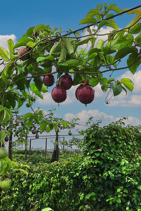 Passion Fruit Tree, Passion Fruit Garden, Soil Regeneration, Human Eye Diagram, Eye Diagram, Farm Greenhouse, Passion Fruit Plant, Rogue Wave, Fruit Bushes