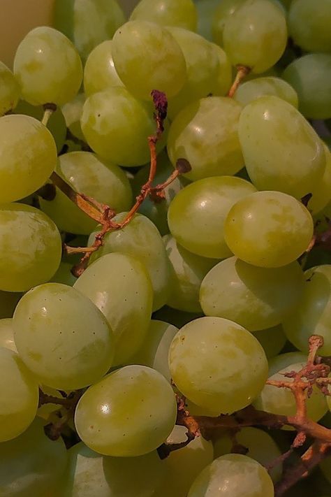 Green Grapes Aesthetic, Frutas Aesthetic, Grape Aesthetic, Grapes Aesthetic, Green Cottagecore, Green Grape, Fruit Picture, Fruit Photography, Green Fruit