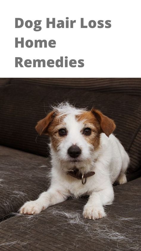 Home remedies for dog hair loss, excessive shedding, and hair growth Dog Shedding Remedies, Stop Dog Shedding, Dog Losing Hair, Life With A Dog, Hair Growth Home Remedies, Losing Hair, Dogs Home, Puppy Tips, Dog Remedies