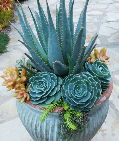 Arrange Flowers, Arranging Flowers, Seed Pots, Bonsai Seeds, Succulent Seeds, Succulent Garden Design, Bonsai Flower, Colorful Succulents, Succulent Gardening