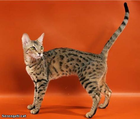 Serengeti Cat, Exotic Cat Breeds, Cat Place, Cat Poses, Purebred Cats, Cat Napping, Egyptian Mau, Spotted Cat, Kinds Of Cats