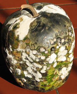 How To Dry Gourds Fast, Apple Gourds Ideas, How To Dry Gourds, Apple Gourd, Bird Seed Feeders, Gorgeous Gourds, Oh My Gourd, Gourds Birdhouse, Gourd Crafts