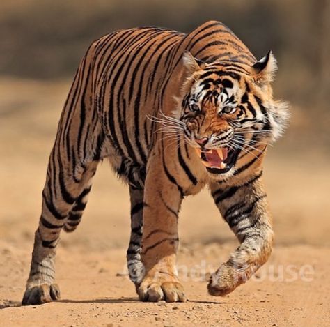 Tiger Reference Photo, Tiger Photography, Tiger Artwork, Tiger Drawing, Cat Anatomy, Clouded Leopard, Fake Animals, Tiger Pictures, Cat Reference