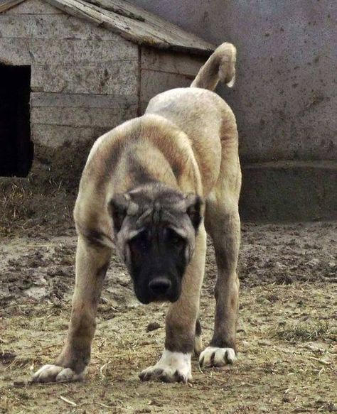 Turkish Shepherd Dogs,KANGAL . Kangal Shepherd, Really Big Dogs, Alabai Dog, Kangal Dog, Anatolian Shepherd, Huge Dogs, Giant Dogs, Bull Mastiff, Reptiles Pet