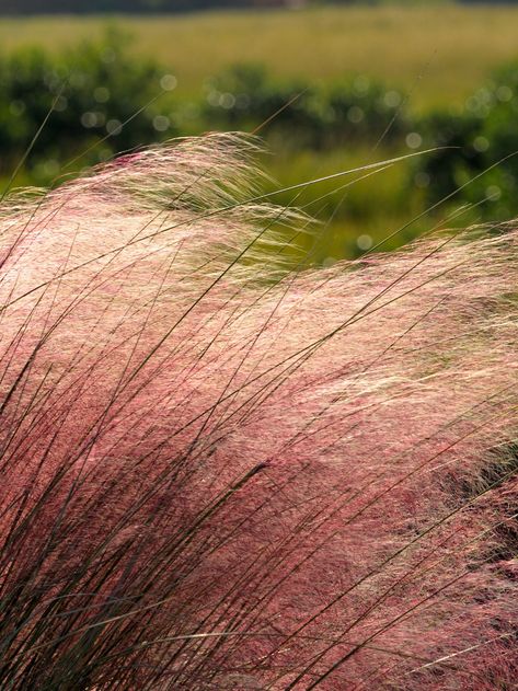 7 Gorgeous Native Grasses for Fall - Native Backyards Montana Native Plants, Native Grasses Landscaping, Landscaping Grasses, Short Ornamental Grasses, Fall Garden Planting, Native Plant Landscape, Native Grasses, Tallgrass Prairie, Prairie Garden