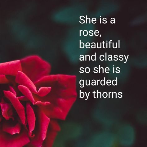 Love Is Like A Rose Quotes, Just Like A Flower Quotes, Qoutes About Rose Flower, She Is Fragile Quotes, Rose Poems Quotes Beautiful, Red Roses Quotes Beauty, Roses Quotes Inspirational, Caption For Rose Pictures, Rose Quotes Aesthetic