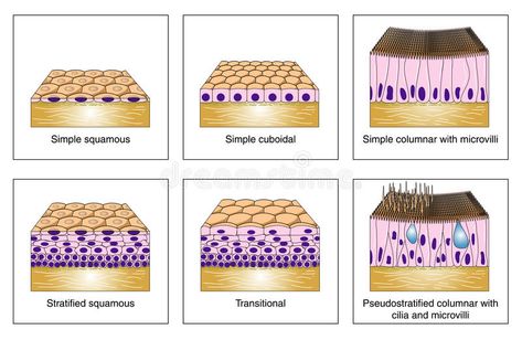 Epithelial types. The structure and formation of different types of epithelial t , #Affiliate, #structure, #types, #Epithelial, #tissue, #epithelial #ad Z Wallpaper Letter Aesthetic, Serous Membrane, Epithelial Tissue, Loose Connective Tissue, Smooth Muscle Tissue, Histology Slides, Types Of Muscles, Physical Therapy Student, Cell Forms