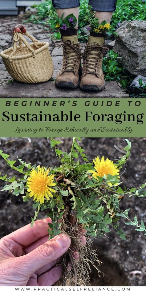 Ethical foraging is key for anyone venturing into the wild to harvest edible plants. It's crucial to learn the ethics and practices of foraging sustainably right from the start. This approach ensures that we enjoy nature's bounty while also preserving it for future generations. Foraging for beginners is easy with this guide to sustainable foraging. Australian Foraging, Foraging Journal Ideas, Pnw Foraging, Foraging Aesthetic, Learning Herbalism, Foraging For Beginners Edible Plants, Michigan Foraging, Foraging For Beginners, Forest Foraging