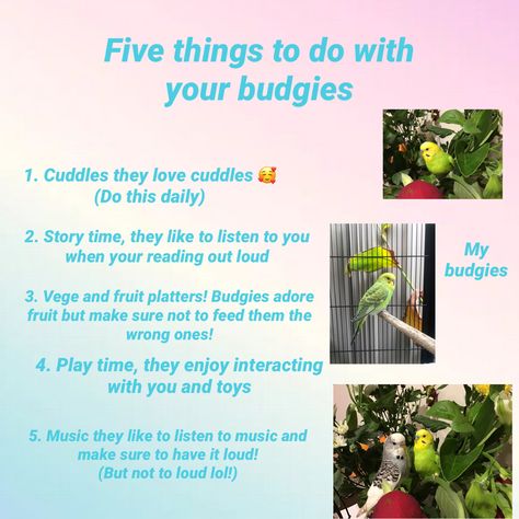 If you have a budgie use these tips to get closer to them so they trust you! 😊 Budgie Tips, Budgies Bird, Bird Care, Trust You, Fruit Platter, Done With You, Listening To You, Story Time, Listening To Music