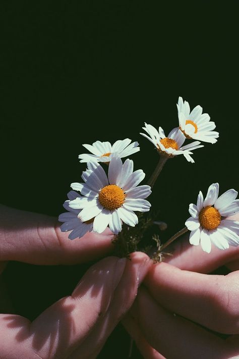 Flor Iphone Wallpaper, Daisy Wallpaper, Flower Close Up, Flowers Photography Wallpaper, Flower Iphone Wallpaper, Sunflower Wallpaper, Hands Holding, Trening Fitness, Close Up Photography