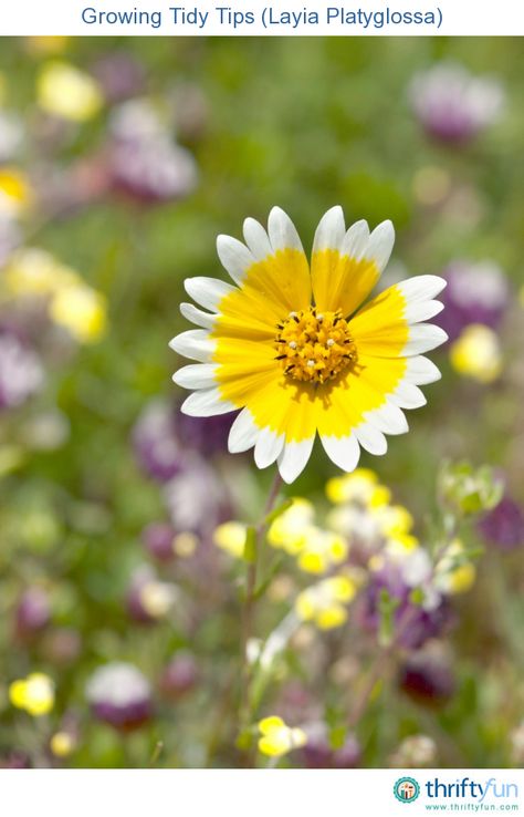 Tidy Tips Flower, Layia Platyglossa, Tidy Tips, California Wildflowers, Drought Tolerant Garden, Drought Tolerant Landscape, California Native Plants, Coop Plans, Wildflower Meadow