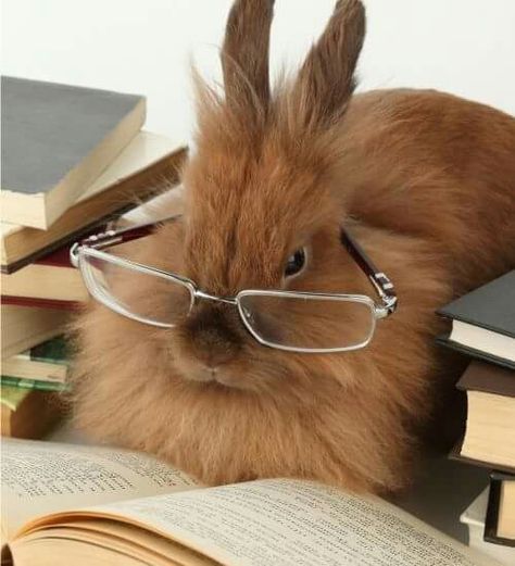 Lots to Read! 💝 Bunny Wearing Glasses, An Open Book, Reptile Cage, Fluffy Bunny, Funny Bunny, House Rabbit, Bunny Pictures, Pet Bunny