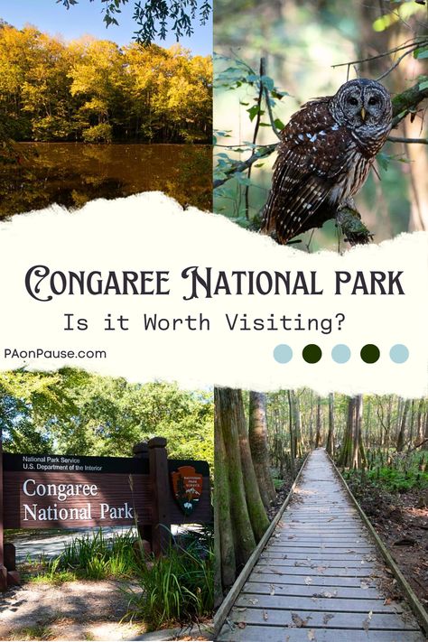 Congaree in South Carolina is a newer national park, established in 2003, but is Congaree National Park worth visiting? Here are 11 reasons we think Congaree is worth visiting and 4 reasons we'd recommend skipping it. Take the boardwalk hike among the champion trees, paddle Cedar Creek, and keep your eyes peeled for wildlife! Tupelo Tree, Congaree National Park, Vacay Ideas, Bald Cypress, Cedar Creek, Cypress Trees, National Parks Trip, Us National Parks, National Park Service