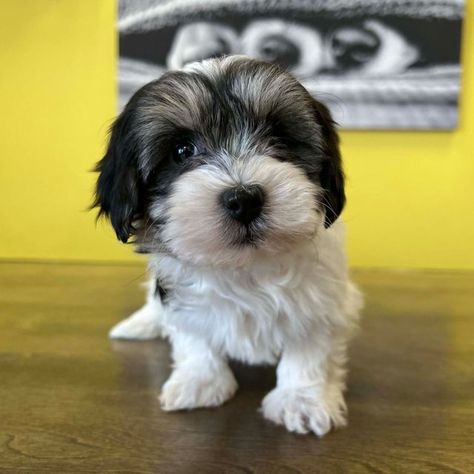 havanese puppies Min Pin Puppies, Toy Puppies For Sale, Wheaten Terrier Puppy, Miniature Pinscher Puppy, Puggle Puppies, Italian Greyhound Puppies, Scottish Terrier Puppy, Havanese Puppies For Sale, Greyhound Puppy