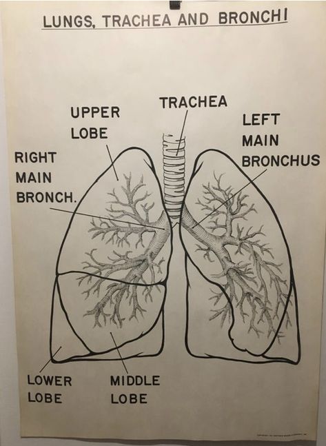 1961 Vintage Lungs Trachea Bronchi Anatomy Chart 🖤✨ Lungs Diagram Anatomy, How To Draw Lungs, Lungs Art Anatomy, Lungs Anatomy Drawing, Lungs Drawing Anatomy, Anatomy Of Lungs, Lungs Sketch, Lungs Diagram, Respiratory System Diagram