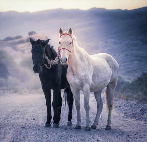 Keith Ladzinski on Instagram: “I came across this odd scene of two horses tied together while out for a walk with @danahrichardson in a small village in northwest…” Two Horses, Nat Geo, Small Village, A Walk, North West, Horses, Photography, Animals, On Instagram