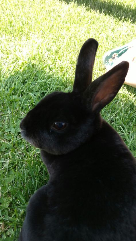 Mini Rex Rabbit Black Rex Rabbit, Black Rabbit Aesthetic, Black Bunny Aesthetic, Black Otter Rex Rabbit, Mini Rex Rabbit, Rabbit Jumping, Bunny Paws, Fuzzy Wuzzy, Black Bunny