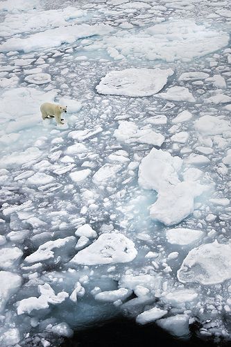 Ice Landscape, Polar Bear On Ice, Winter Landscapes, Sea Ice, Arctic Ocean, 판타지 아트, Archipelago, Marine Life, Scandinavia