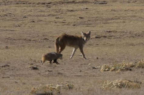 US Dept of Interior on Twitter: "Our most popular post last week: A rare sight of a badger & coyote palling around at National Black-footed Ferret Conservation Center https://t.co/jGYngRQgoD" The Hunting Party, Bizarre Animals, Coyote Hunting, Ground Squirrel, Deer Hunting Blinds, Hunting Party, Pheasant Hunting, Prairie Dog, Hunting Blinds