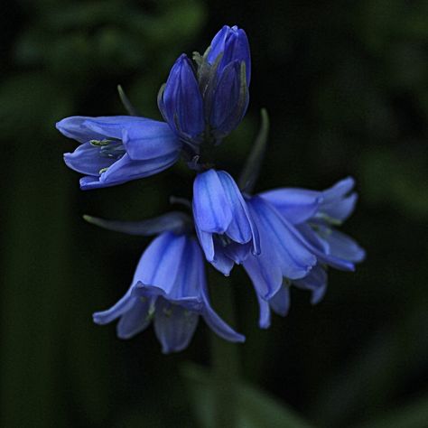 Wood Hyacinth Blue Hyacinth Aesthetic, Wood Hyacinth, Flowers Story, King Hassan, Hyacinth Flower, Ethereal Nature, Blue Hyacinth, Golden Age Of Piracy, Good Meaning