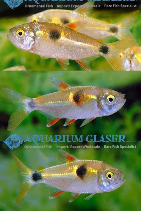 Tetra Fish, Rare Fish, Otters Cute, Fresh Water Fish Tank, Cute Fish, Exotic Fish, Fish Tanks, Phish, The Fish