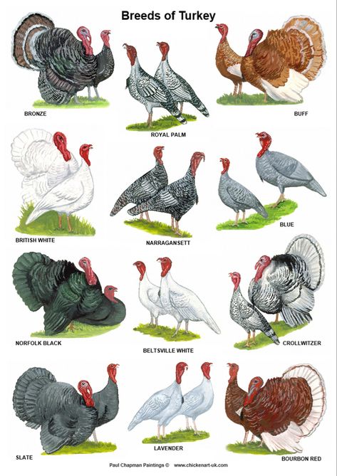 Heritage Turkey Breeds, Turkey Breeds Chart, Turkey Anatomy, Chicken Farm Design, Turkey Breeds, Pet Turkey, Tiny Baby Animals, Turkey Farm, Pig Breeds