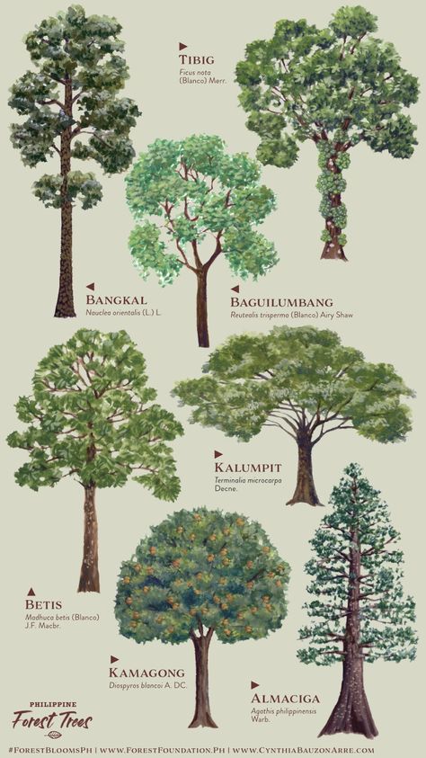 Trees In Philippines, Philippine Trees, Philippine Biodiversity, Kauri Tree, Tree Types, Tree Diagram, Conservation Of Natural Resources, Landscape Architecture Drawing, Forest Fruits