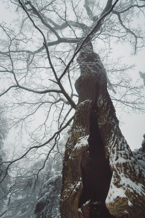 Hollow Tree Trunk, Winter Lovers, Scandinavian Winter, Photography Snow, Forest Poster, Rustic Minimalist, Hollow Tree, Moody Aesthetic, Winter Nature