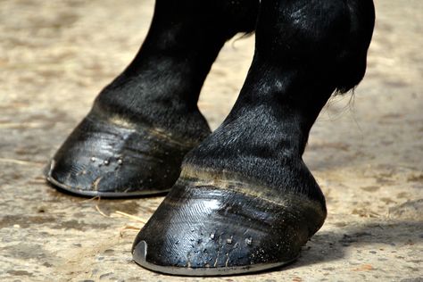 White Line Disease: Identifying, Treating and Preventing Horse Hooves, Horse Age, Horse Nutrition, Healthy Horses, Saddle Fitting, Hoof Care, All About Horses, Horse Health, Heel Pain