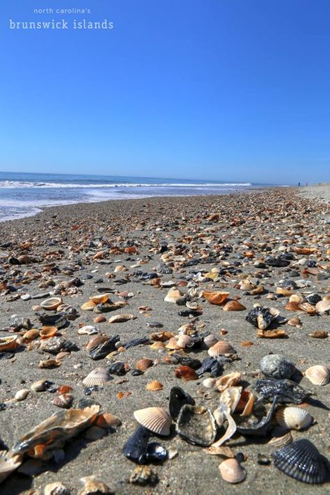 Best Shelling Beaches, Holden Beach North Carolina, Oak Island North Carolina, Holden Beach Nc, Best Family Beaches, Carolina Do Norte, Sharks Teeth, Nc Beaches, North Carolina Vacations