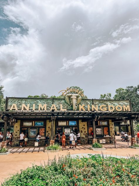 Disney Animal Kingdom Aesthetic, Disney World Parks Orlando, Animal Kingdom Photos, Animal Kingdom Mickey Ears, Disney Park Aesthetic, Animal Kingdom Photo Ideas, Disney Entrance, Animal Kingdom Aesthetic, Disney Parks Aesthetic