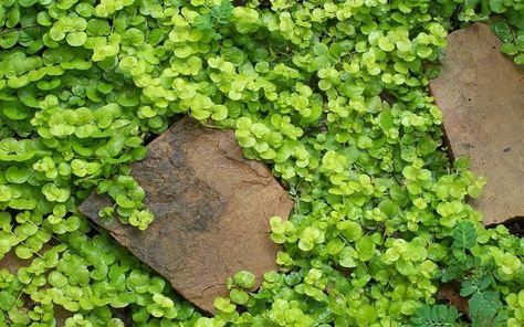 Lysimachia nummularia 'Aurea' - Golden Creeping Jenny Full sun to full shade. Any soil.  Evergreen.  few inches tall  x 2-3' wide.  Stepable, drought, disease, heat resistant. Creeping Jenny Plant, Lysimachia Nummularia, Evergreen Groundcover, Lawn Alternatives, Live Aquarium Plants, Creeping Jenny, Buy Plants Online, Garden Stepping Stones, Diy Backyard Landscaping