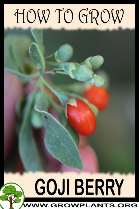 Growing Goji Berry Plants, Goji Berries Plant, Grow Goji Berries, Goji Berry Plant, Growing Goji Berries, Gogi Berries, Small Orchard, Planting Hacks, Houseplant Tips