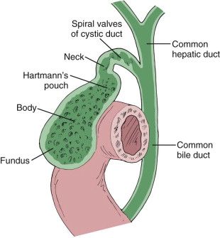 Gallbladder and Biliary Tract: Normal Anatomy and Examination Techniques | Radiology Key Gallbladder Anatomy, Biliary System, Chapter Outline, Medical Drawings, Computed Tomography, Medical Ultrasound, Human Digestive System, Gall Bladder, Bile Duct