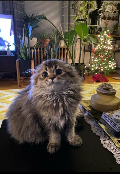 Fluffy Cat, A Cat, Living Room, Christmas, Gifts