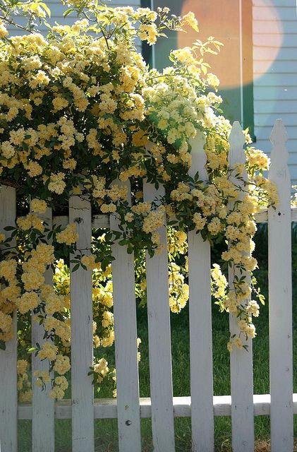 Lady Banks Rose- pale yellow, thornless, drought tolerant (for a rose), sun or partial shade. | Pastel Yellow Color Theory Yellow Climbing Rose, Lady Banks Rose, Yellow Cottage, Living Fence, Flowers Growing, White Picket Fence, Climbing Roses, Picket Fence, Garden Cottage