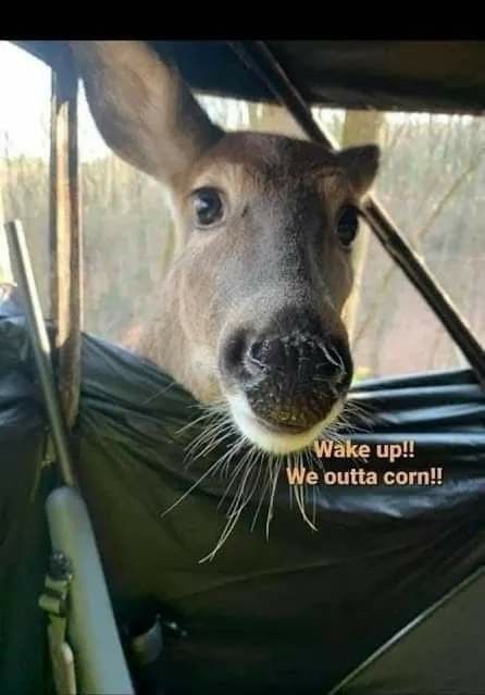 Deer Season Humor, Deer Hunting Memes, Funny Hunting Pics, Hunting Quotes Funny, Deer Corn, Deer Hunting Humor, Hunting Jokes, Horse Quotes Funny, Hunting Quotes