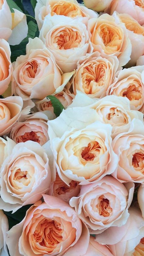 David Austin Juliette Garden Rose Juliette Garden Rose, Juliette Rose Bouquet, April Love Rose, Shaadi Vibes, Juliette Rose, Star Themed Wedding, Flower Varieties, April Flowers, Halloween Flowers