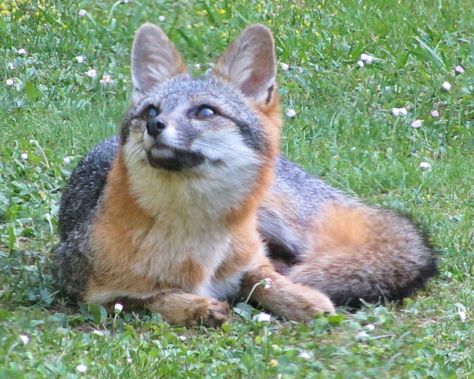 Fox Laying Down, Canine Reference, Therian Ideas, Therian Gear, Gray Island, Animal Anatomy, Grey Fox, Animal References, Pet Fox