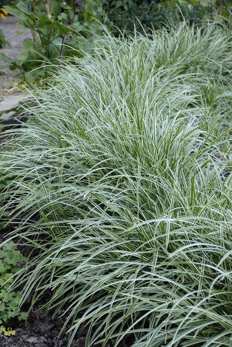 Carex morrowii 'Ice Dance' | Stonehouse Nursery Carex Grasses, Carex Ice Dance, Carex Grass, Grasses Landscaping, Grasses Garden, Ice Dance, Patio Plants, Evergreen Plants, Moon Garden