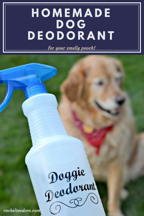 Dog Deodorant, Dog Deodorizer, Smelly Dog, Stinky Dog, Dog Spray, Deodorizing Spray, Dog Remedies, Positive Dog Training, Golden Retriever Mix