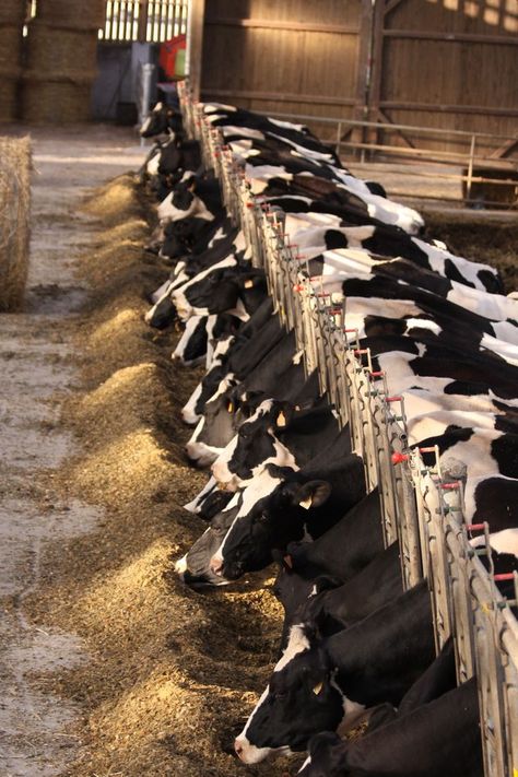 Cattle Rearing, Gado Leiteiro, Cow Shed, Cattle Feed, Farm Shed, Cow Photos, Livestock Farming, Farm Layout