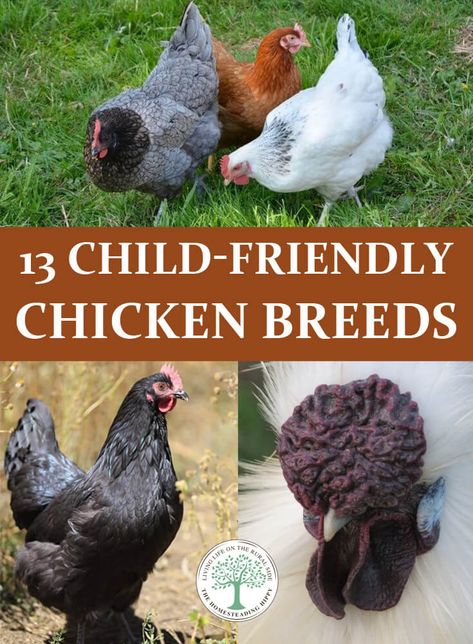 child friendly chicken breeds pin Chickens Backyard Breeds, Best Chicken Breeds, Sussex Chicken, Easter Egger Chicken, Wyandotte Chicken, Polish Chicken, Bantam Chickens, Backyard Chicken Farming, Raising Backyard Chickens