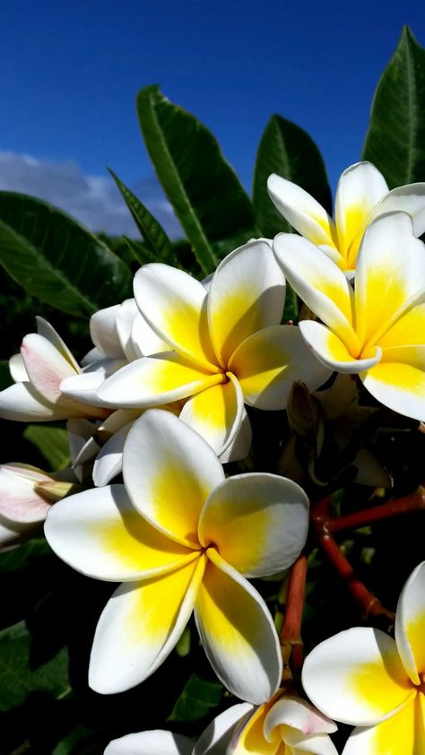 Kauai Coffee Plumeria Fiori Frangipani, Flower Pot Design, Beautiful Flowers Photography, Plumeria Flowers, Nothing But Flowers, Most Beautiful Flowers, Hawaiian Flowers, Exotic Flowers, Flowers Nature