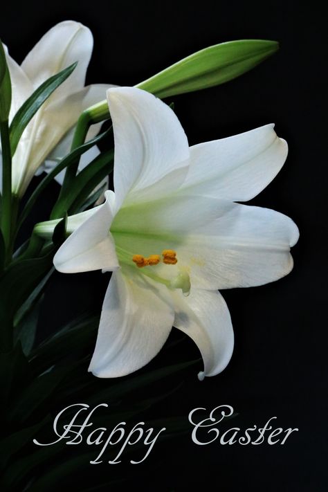 Have A Blessed Easter, Eid Wallpaper, Easter 2021, Easter Lily, Easter Blessings, Palm Sunday, Easter Sunday, Have A Blessed Day, Lily Flower