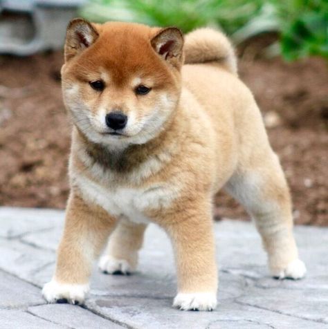 LE BLOG DU SHIBA INU ET DES CHIENS JAPONAIS ( SPITZ JAPONAIS , SHIKOKU ... ) - Blog consacré à mon shiba inu, ma lapinkoïra ainsi que d'autres chiens du groupe 5 , primitifs , nordiques et chiens japonais passionnants : Shikoku, Akita Inu, Spitz Japonais, Kishu, Kaï Ken, Spitz finlandais, chiens loups, chiens "renards", etc ) Japanese Dog Breeds, Japanese Akita, Japanese Dogs, Shiba Inu Puppy, Akita Dog, Shiba Inu Dog, Cute Animal Pictures, Baby Dogs, Shiba Inu