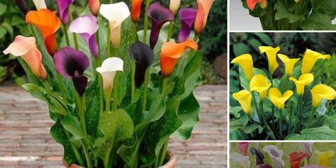 Growing and caring for colorful calla lilies - Calla Lily Bulbs, Zantedeschia Aethiopica, Lily Care, Lily Seeds, Clematis Plants, Lily Bulbs, Garden Plant Pots, Wonderful Flowers, Calla Lilies