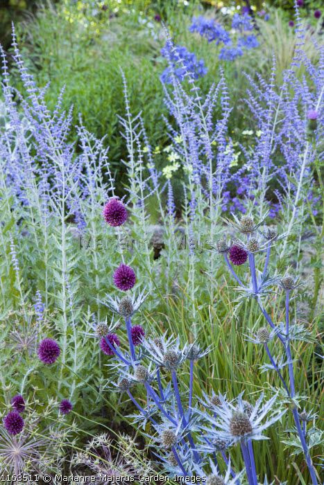 Allium sphaerocephalon, Eryngium bourgatii 'Picos Blue', Perovskia 'Blue Spire' Eryngium Bourgatii, Perovskia Blue Spire, Allium Sphaerocephalon, Greek Garden, Naturalistic Garden, Prairie Planting, Prairie Garden, Purple Garden, Garden Images