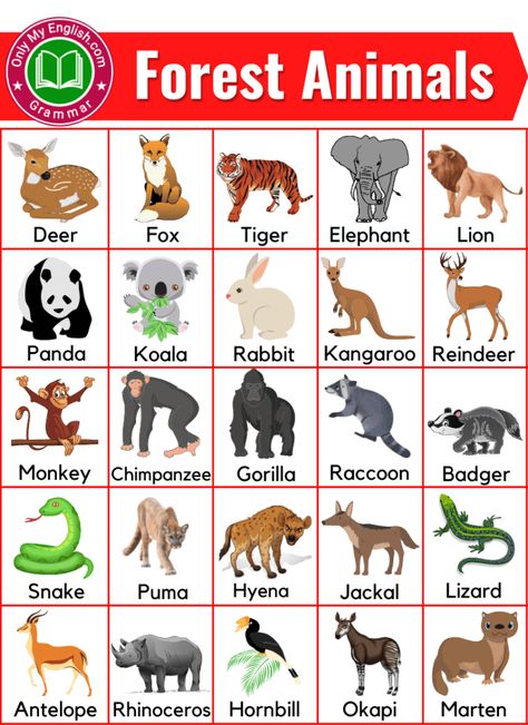 Herbivores Animals, Animals Name With Picture, Carnivores Herbivores Omnivores, Animals Name List, Herbivorous Animals, Animal Pictures For Kids, Animals Name In English, Animals Name, Carnivorous Animals